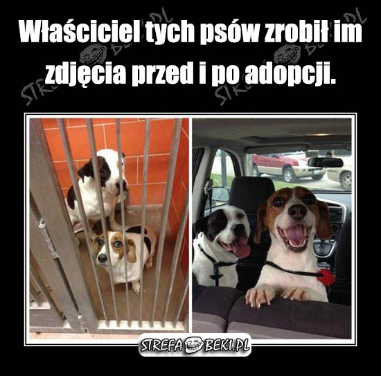 Zdjęcia psów przed i po adopcji