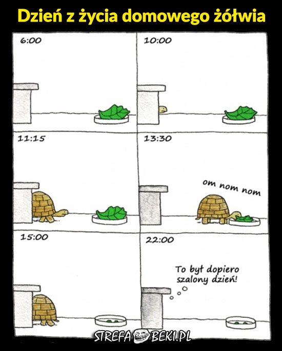 Dzień z życia domowego żółwia