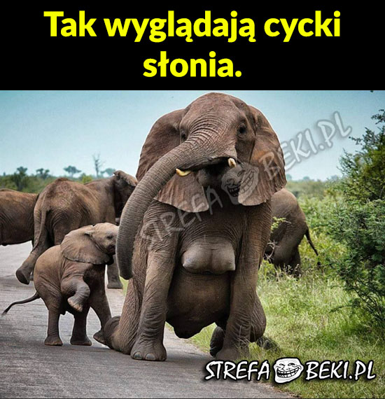 Tak wyglądają cycki słonia