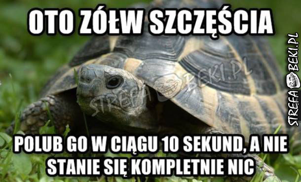 Żółw szczęścia