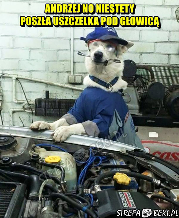 Pies mechanik