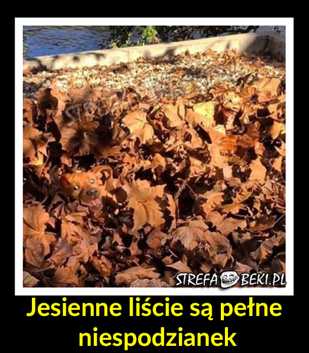 Jesienne liście