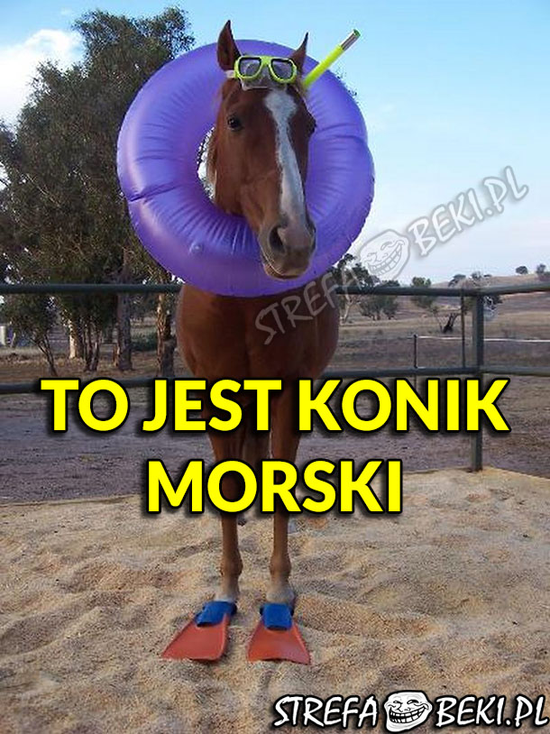 Konik morski