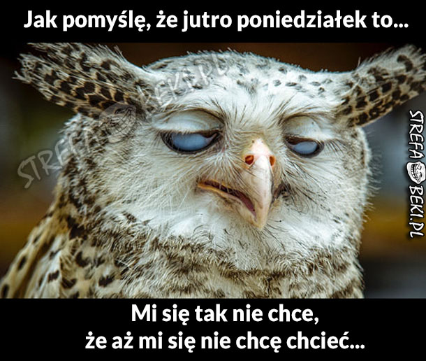 Jutro poniedziałek;/