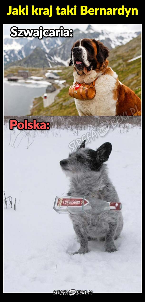 Polski Bernardyn :D