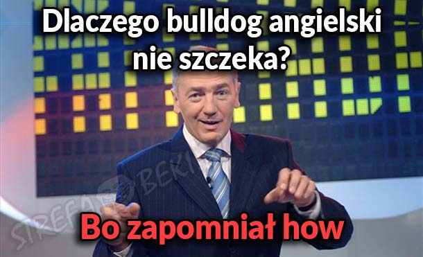 Dlaczego bulldog angielski nie szczeka?