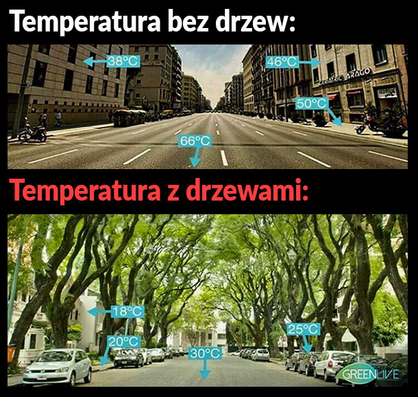 Dlatego w miastach potrzebujemy drzew!