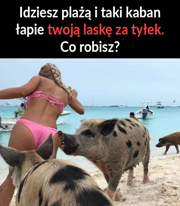 Kaban na plaży :D