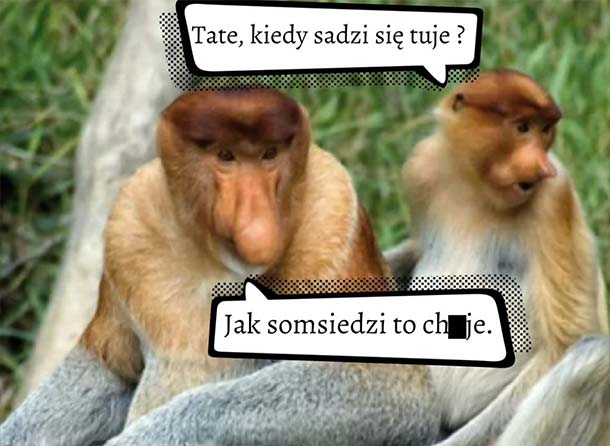 Kiedy sadzi się tuje :D