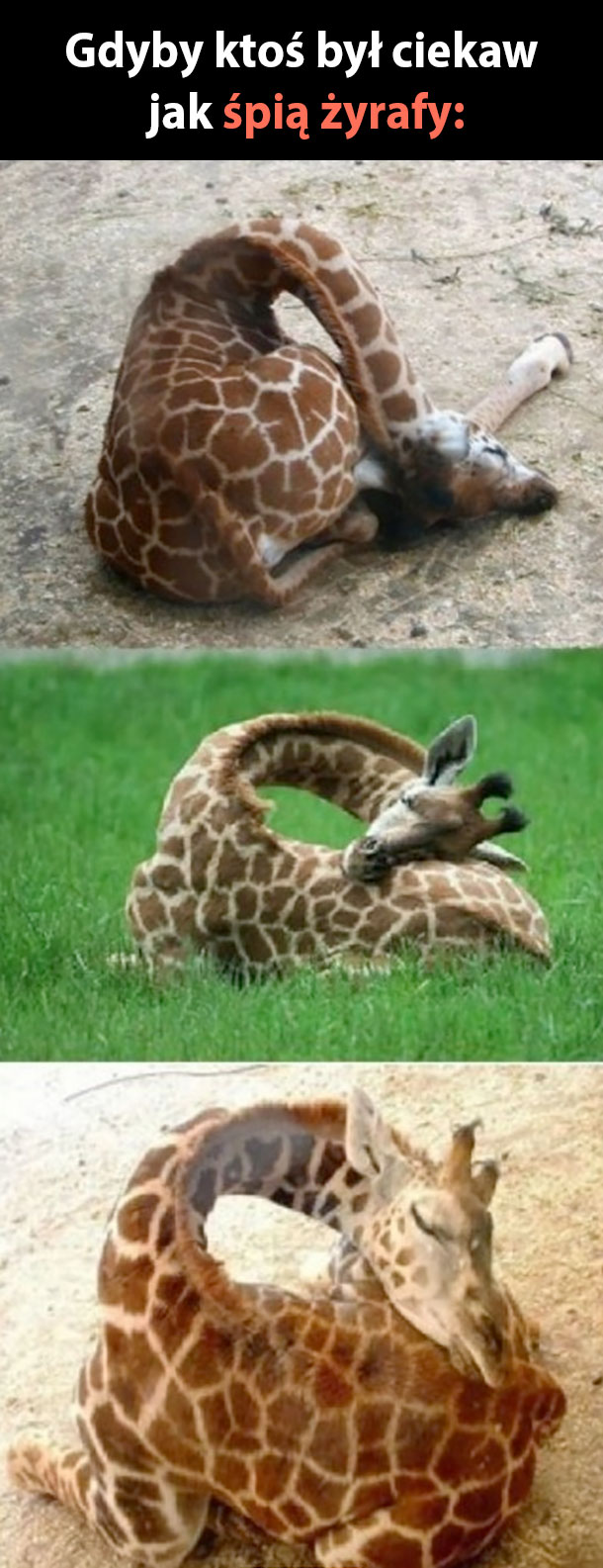 Tak śpią żyrafy 