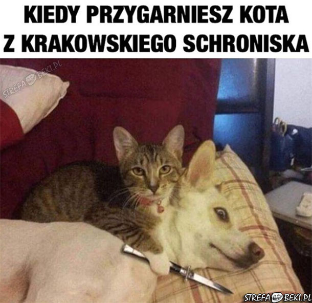 Kiedy przygarniesz kota z krakowskiego schroniska