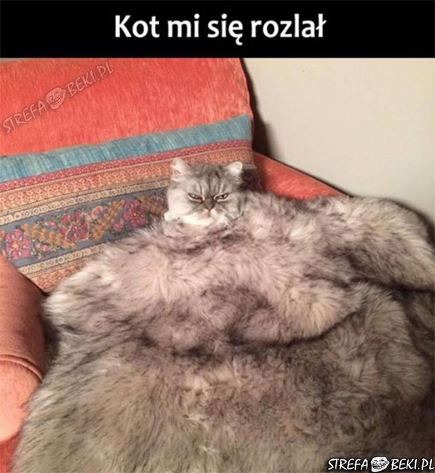 Kot mi się rozlał