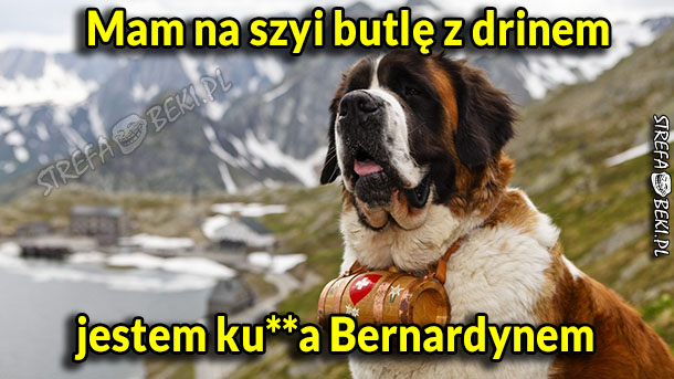 Bernardyn 