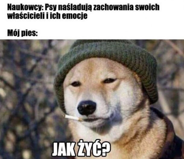 Mój pies 