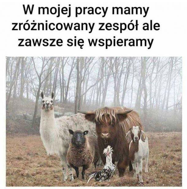 Zgrany zespół 