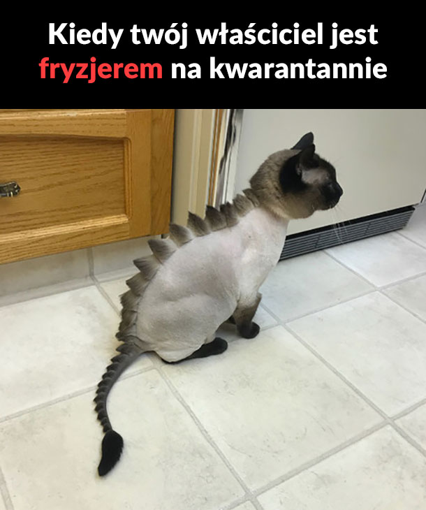 Kot fryzjera 