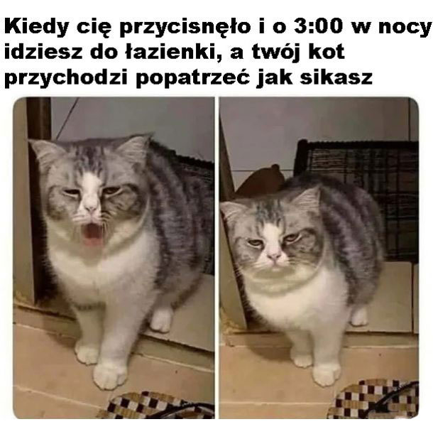 Mój kot 