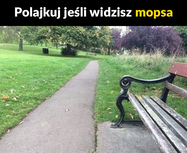 Widzisz?