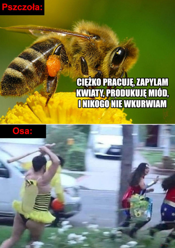 Pszczoła vs osa 