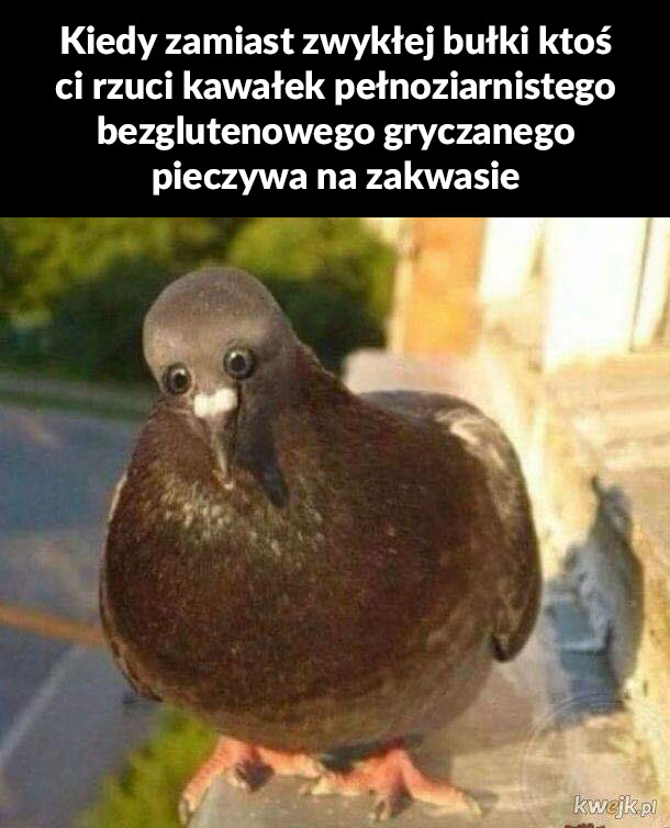 Pieczywo 