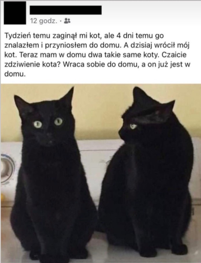 Uwaga zaginął kot