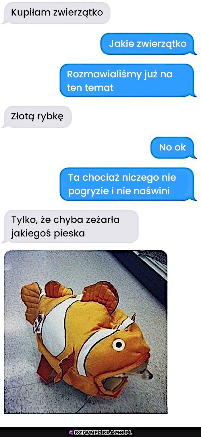 Tajemnicze zwierzątko