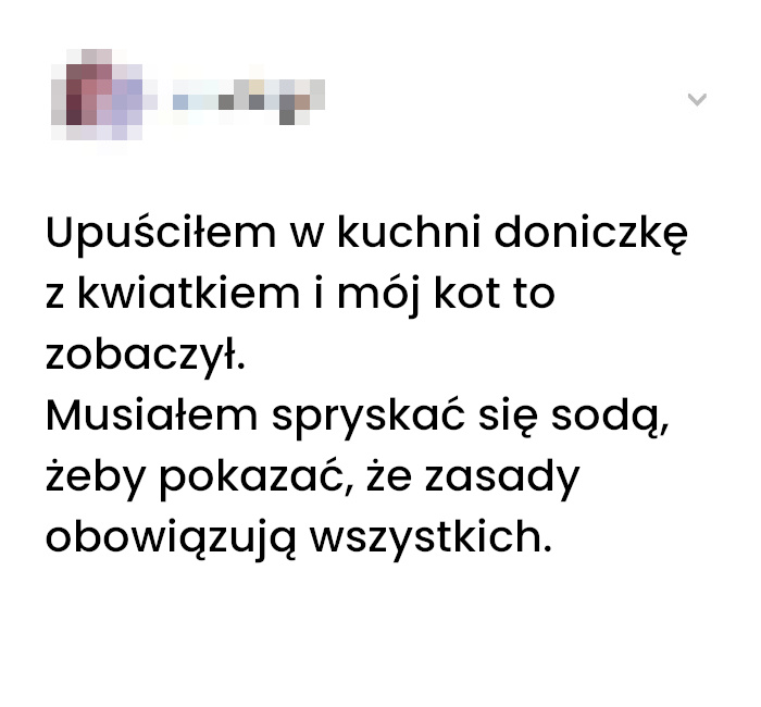 Jak mój kot nauczył się zasad