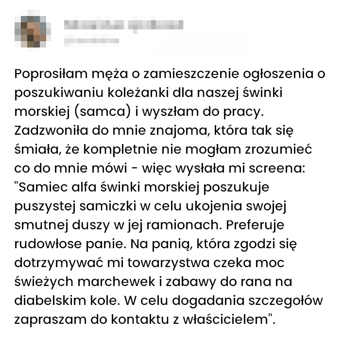 Ogłoszenie samca alfa świnki morskiej