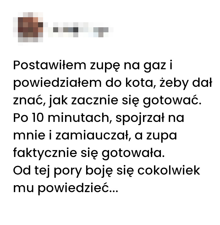 Koci strażnik kuchenny