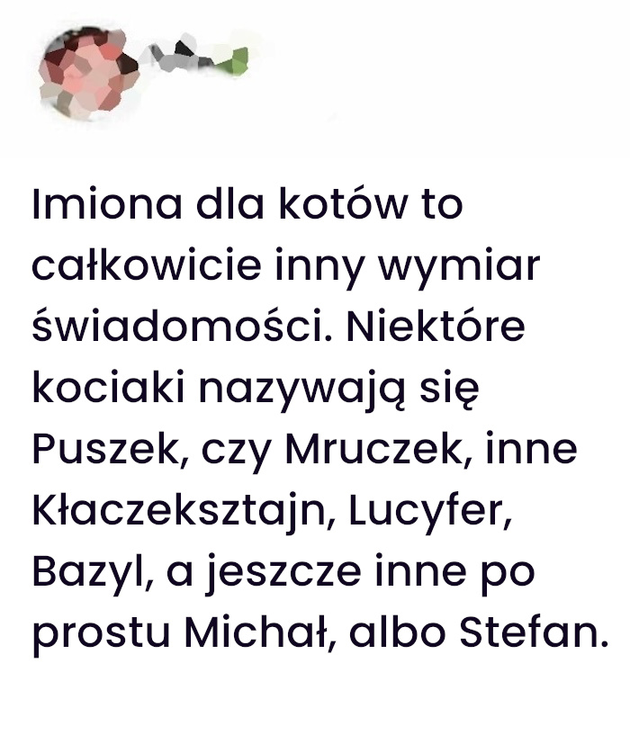 Jak nazwałem swojego kota i dlaczego wszyscy się śmieją