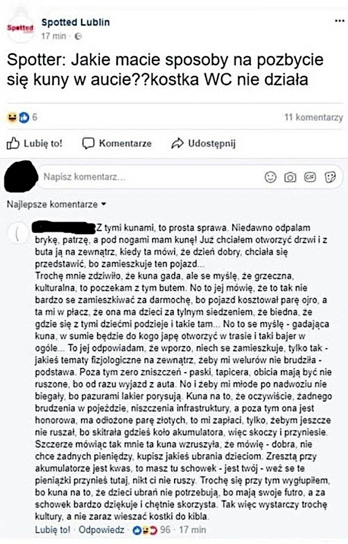 Oto jak pozbyć się kuny z auta