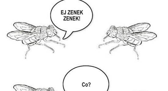 Ej Zenek, Zenek!