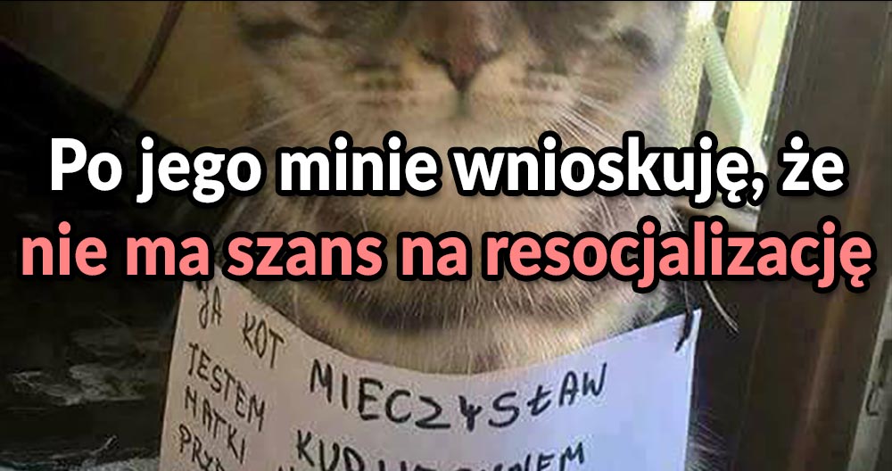 Kot Mieczysław