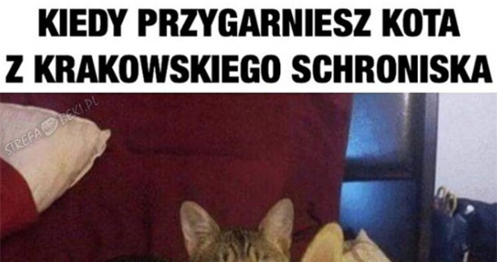 Kiedy przygarniesz kota z krakowskiego schroniska
