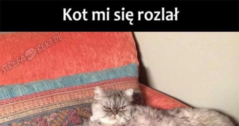 Kot mi się rozlał