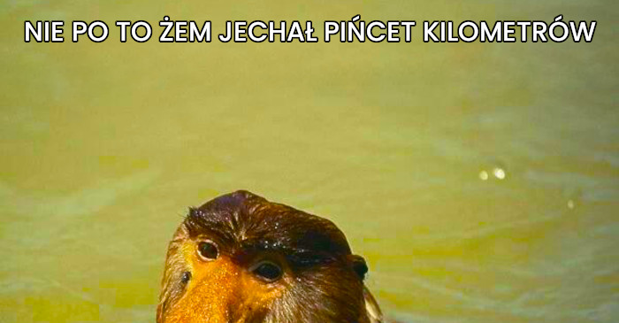 Typowy ojciec i wakacje nad morzem