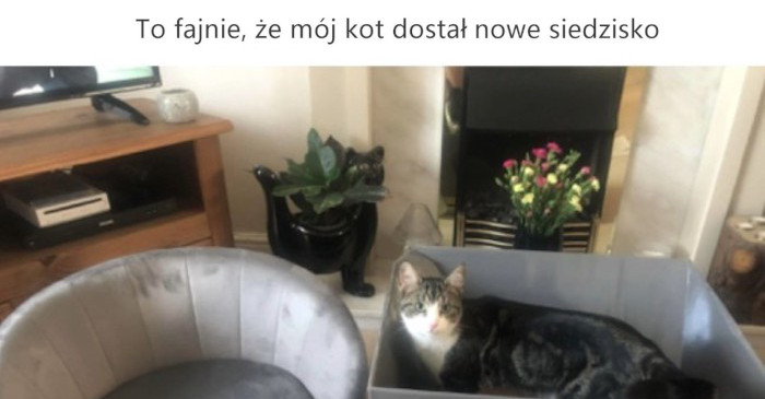 Staraliśmy się wybrać legowisko dla kota a on wybrał co innego