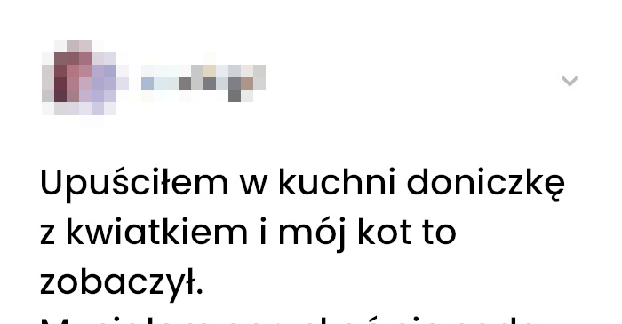 Jak mój kot nauczył się zasad