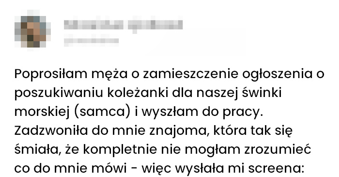 Ogłoszenie samca alfa świnki morskiej