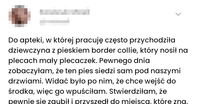 Border Collie zrobił zakupy w aptece